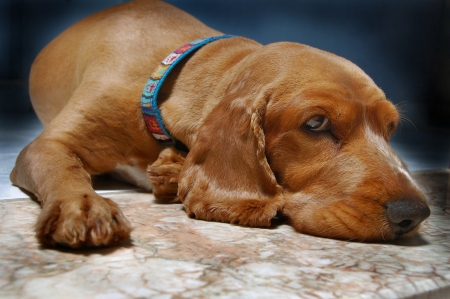 Cocker Spaniel hairstyle,lies,portraitの写真素材