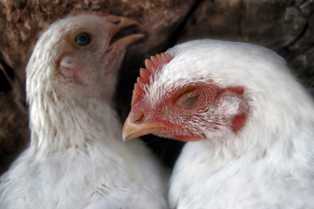 Two white hens,portrait in a village