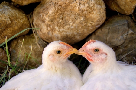 A two white hans,two eyes, agricultureの写真素材