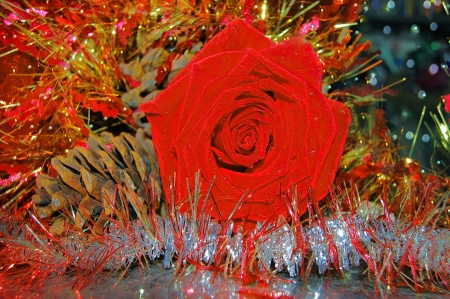 A red Rose,a holiday dicoration in the winterの写真素材