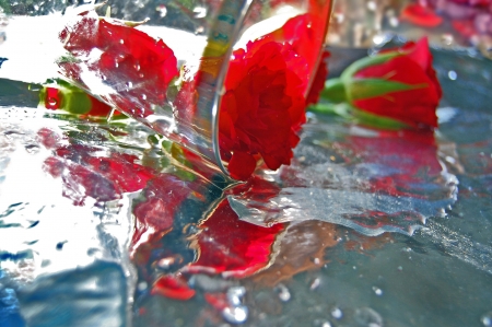 The red roses on a table,a water drops,a glass,a sun lightの写真素材