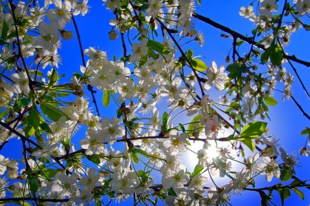 A beautiful branch apple-tree in spring, a sun white flowersの写真素材