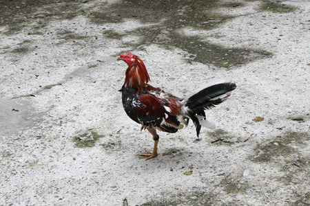 cock rooster cocksgameの写真素材