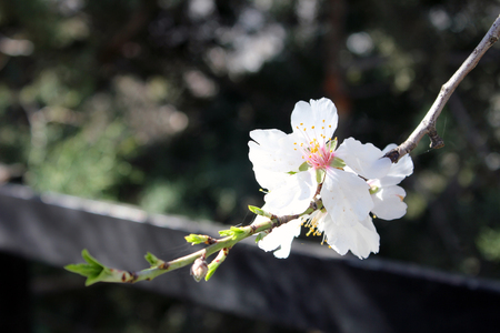 Almond bloom in the spring garden, tree with white flowersの写真素材