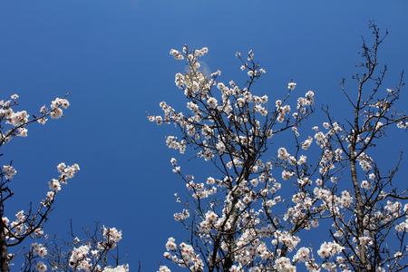 Almond bloom in the spring garden, tree with white flowersの写真素材