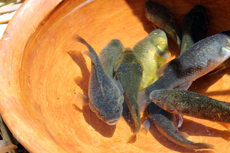 Carachi fish, typical from lake Titicaca.の写真素材