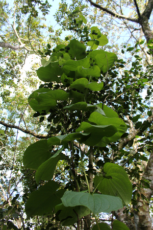 Green ivy plant in the jungle in Venezuelaの写真素材