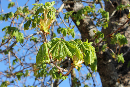 Chestnut tree leafs Shallow depth of field. Aesculus hippocastanumの写真素材