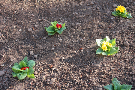 Red and yellow bouquet of spring flowers on soilの写真素材