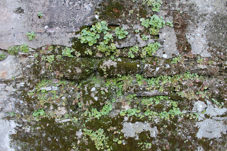 Closeup of a rock wall with a vine. Plant grow up on stone With moss.の写真素材