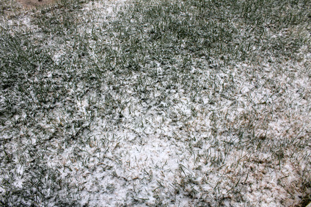 Close up of melting snow on green grass, winterの写真素材