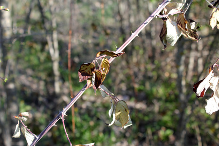 Close up of Sprouts of blackberry in the autumn on blurred backgroundの写真素材