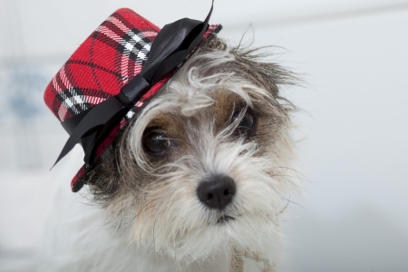 puppy with funny hatの写真素材