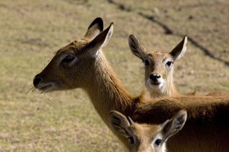 3 deersの写真素材