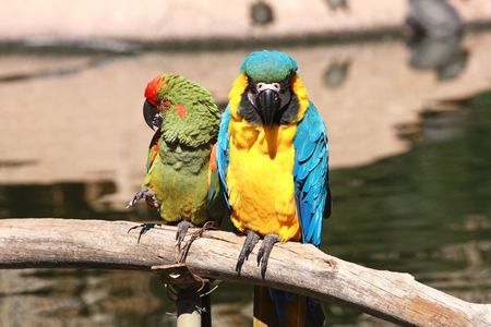 Two macaws
