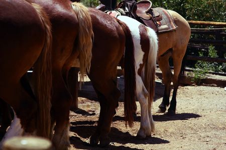 five horse's assesの写真素材