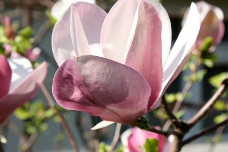 Magnolia flowers in spring time scene.の写真素材