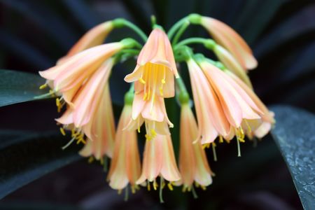 Very rare tropical flower in macro presentation.