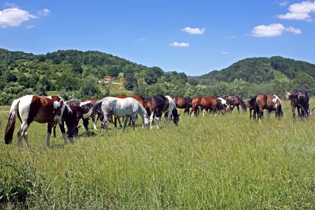 Pasture scene with beautiful horses on grass fieldの写真素材