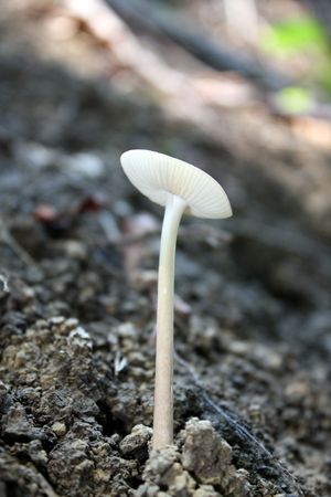 Closeup scene of a mushroom in the forest.の写真素材