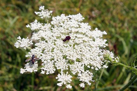 White flower full of insectsの写真素材