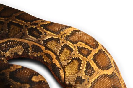 Beautiful body of a python snakeの写真素材