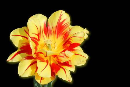 Detail of isolated tulip flower の写真素材