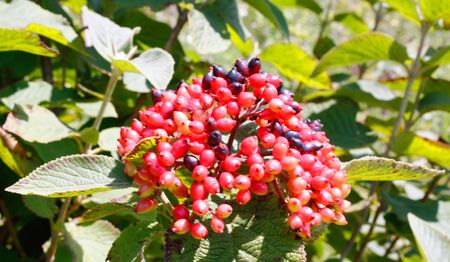 Red berry - detail from summer natureの写真素材