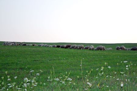 Ship field in Romania