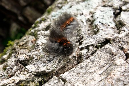 Hairy caterpillar on a treeの写真素材