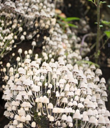 Closeup scene of a fragile group of mushroomsの写真素材