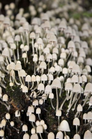 Closeup scene of a fragile group of mushroomsの写真素材