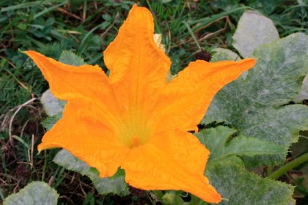Macro shot of a pumpkin blossom flowerの写真素材