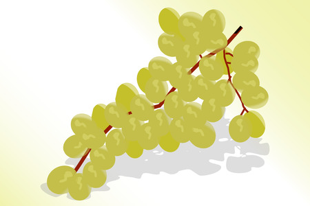 Green Grapes on white background, graphic illustration.のイラスト素材