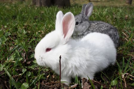 White and gray rabbits sitting on the grassの写真素材