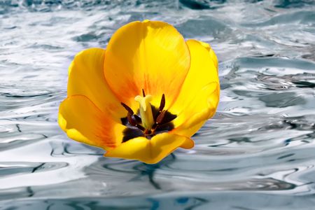 A tulip flower on waterの写真素材