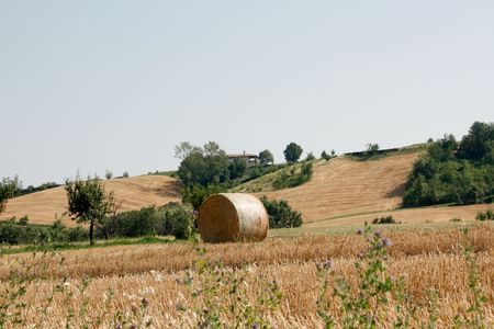 Straw bale on wheat field from Italyの写真素材