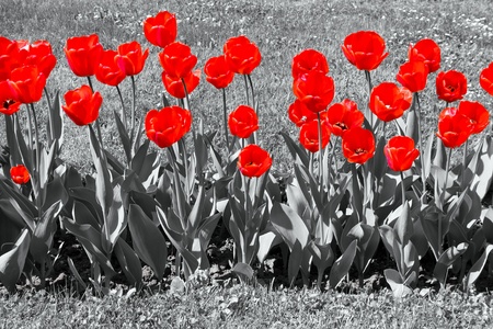 Red tulips in garden fieldの写真素材
