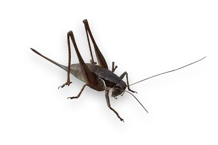 Locust isolated on white backgroundの写真素材