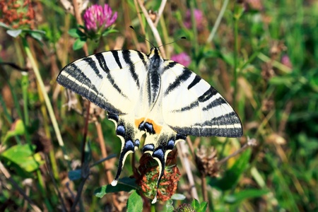 Swallowtail butterfly in natural environmentの写真素材