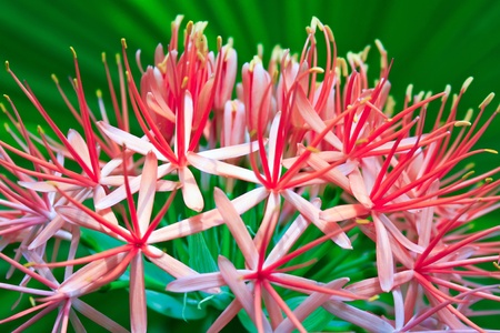 Very beautiful and fragile flower