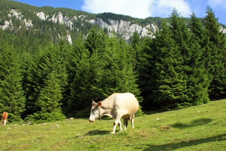 Cows on mountain meadow near Piatra Craiului mountainsの写真素材