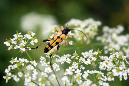  Macro scene with bug on yellow flower