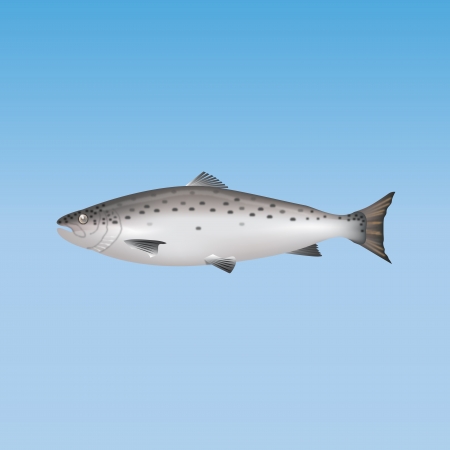 Graphic illustration of salmon fish over blue backgroundのイラスト素材