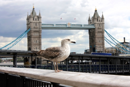 Seagull near London Bridgeの写真素材