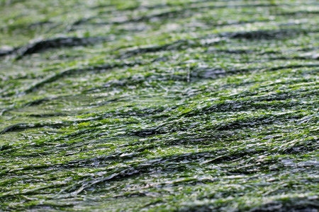 Green moss backgroundの写真素材