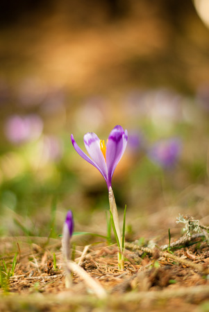 Beautiful purple crocus  Violet crocusesの写真素材