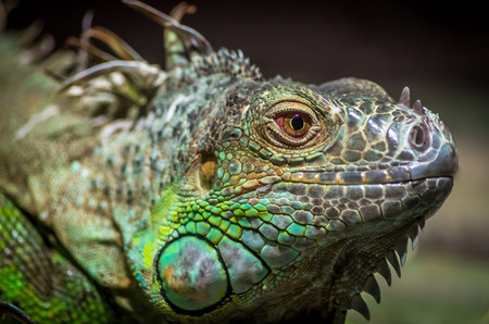 Closeup of a male Green Iguana Iguana iguana. Green Iguana Reptile Portrait Closeupの写真素材