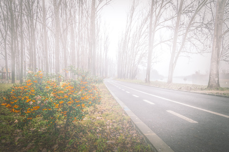 Autumn trees and morning fog. A foggy day in the park.の写真素材