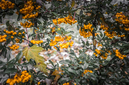 Scarlet firethorn (Pyracantha coccinea). Yellow scarlet firethorn berries in nature. Selective focus.の写真素材